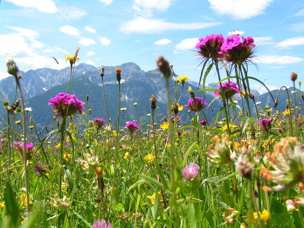 Gasthof Zum Loewen Sankt Jakob im Lesachtal Dış mekan fotoğraf